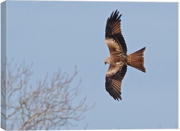 Red Kite flying above tree Canvas Print by mark humpage