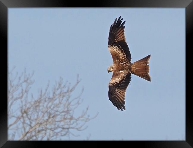 Red Kite flying above tree Framed Print by mark humpage