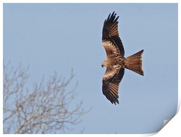 Red Kite flying above tree Print by mark humpage