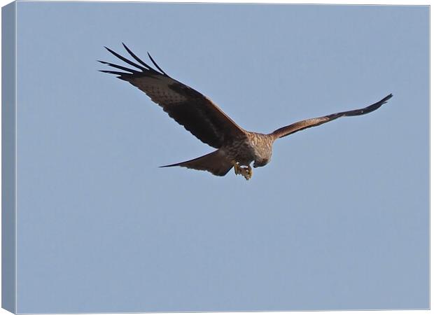 Red Kite flying and feeding in sky Canvas Print by mark humpage
