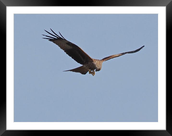 Red Kite flying and feeding in sky Framed Mounted Print by mark humpage