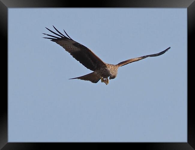 Red Kite flying and feeding in sky Framed Print by mark humpage