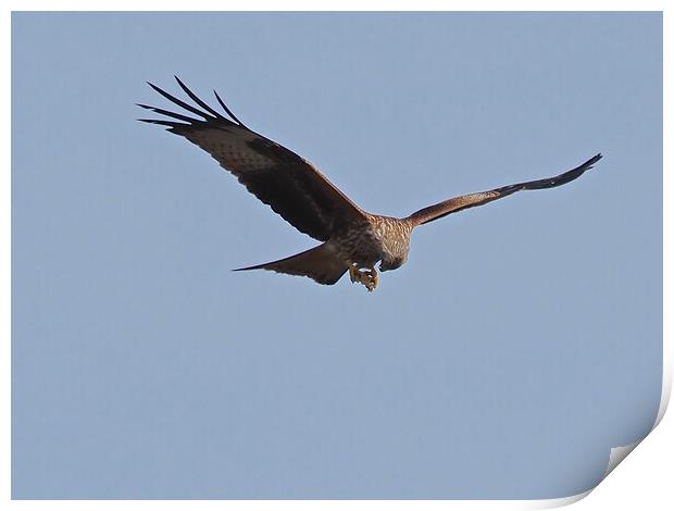 Red Kite flying and feeding in sky Print by mark humpage