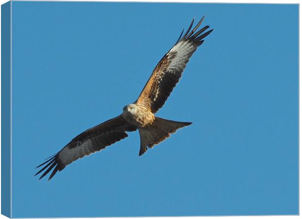 Red Kite flying in blue sky Canvas Print by mark humpage