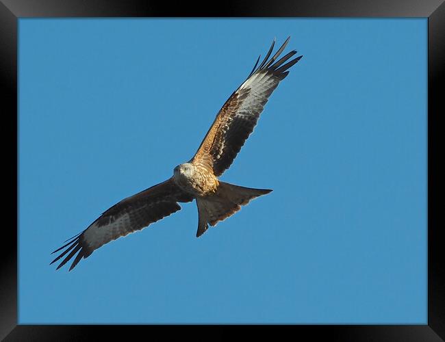 Red Kite flying in blue sky Framed Print by mark humpage