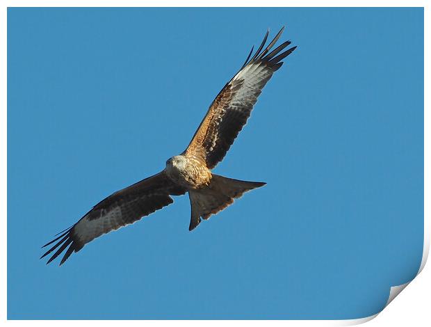 Red Kite flying in blue sky Print by mark humpage