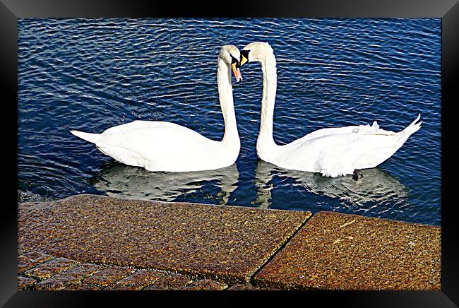 Brixham Two Swans Framed Print by Peter F Hunt