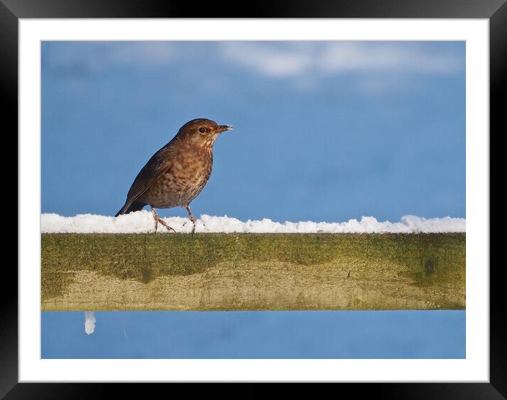 Blackbird in snow Framed Mounted Print by mark humpage