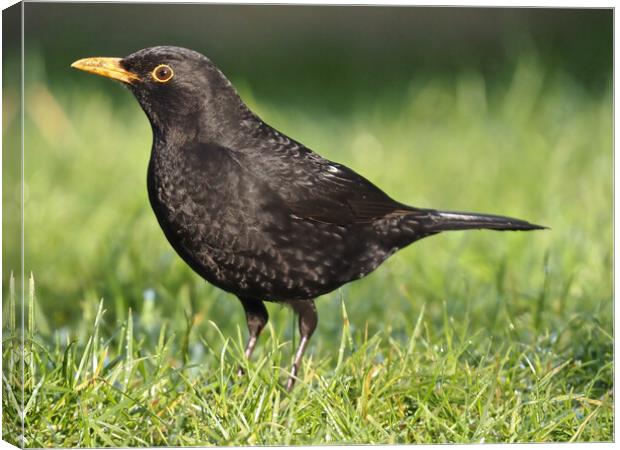 Blackbird standing on grass Canvas Print by mark humpage