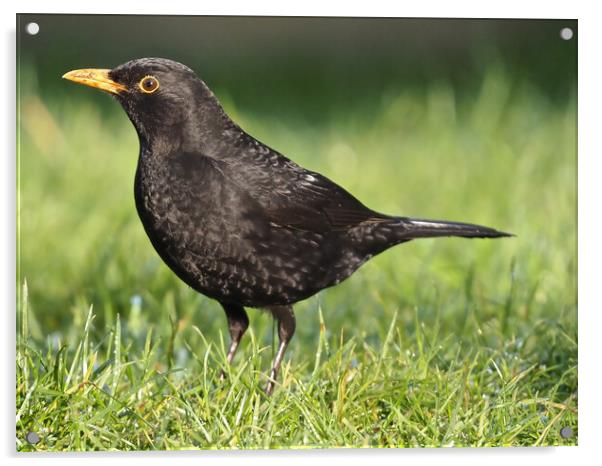 Blackbird standing on grass Acrylic by mark humpage