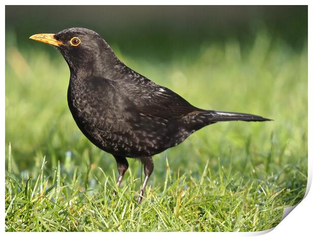 Blackbird standing on grass Print by mark humpage