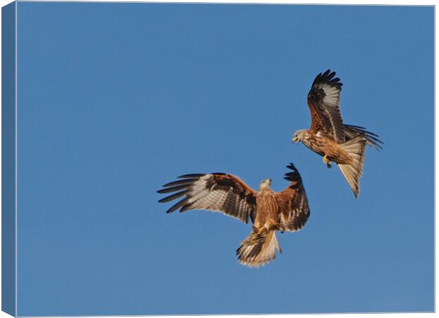 Two Red Kites flying Canvas Print by mark humpage