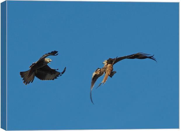 Two Red Kites flying Canvas Print by mark humpage