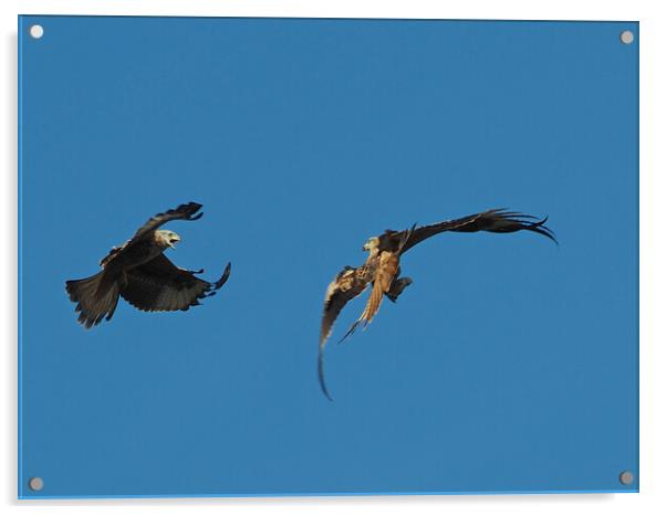 Two Red Kites flying Acrylic by mark humpage