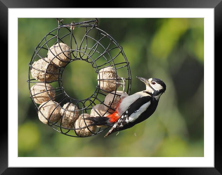 Woodpecker feeding on bird feeder Framed Mounted Print by mark humpage