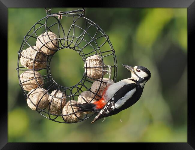 Woodpecker feeding on bird feeder Framed Print by mark humpage