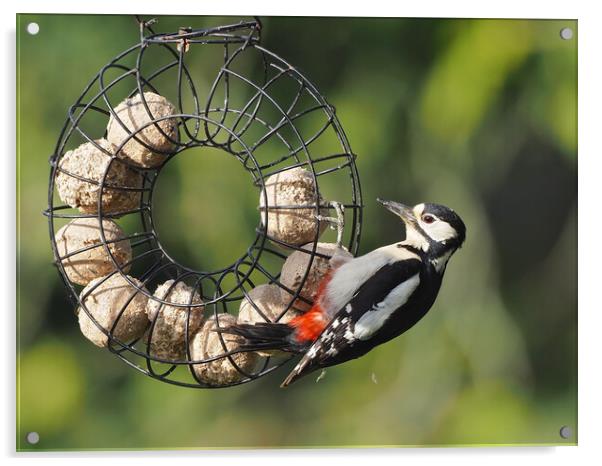 Woodpecker feeding on bird feeder Acrylic by mark humpage
