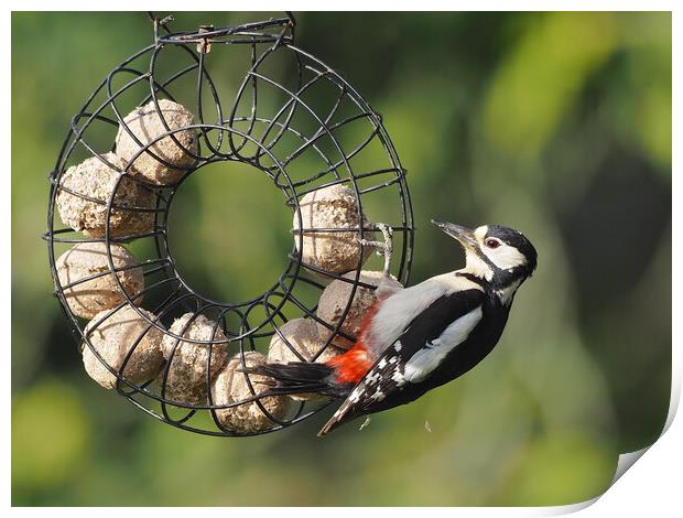 Woodpecker feeding on bird feeder Print by mark humpage