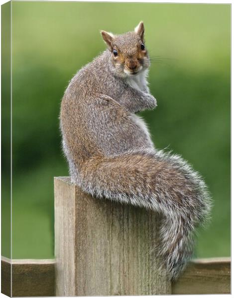 Squirrel sitting on fence Canvas Print by mark humpage