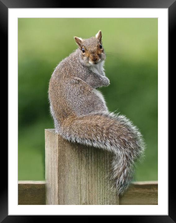 Squirrel sitting on fence Framed Mounted Print by mark humpage