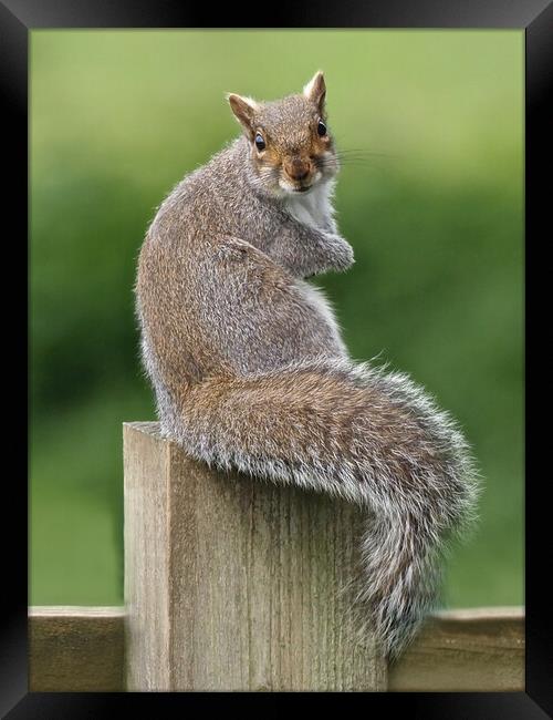 Squirrel sitting on fence Framed Print by mark humpage