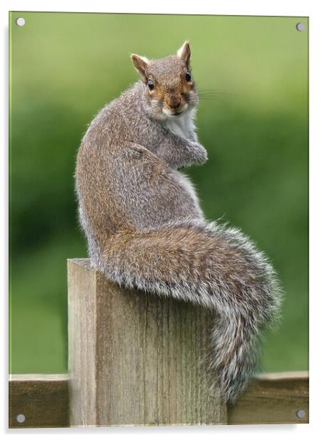 Squirrel sitting on fence Acrylic by mark humpage