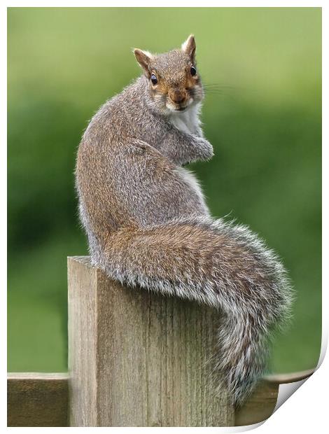 Squirrel sitting on fence Print by mark humpage