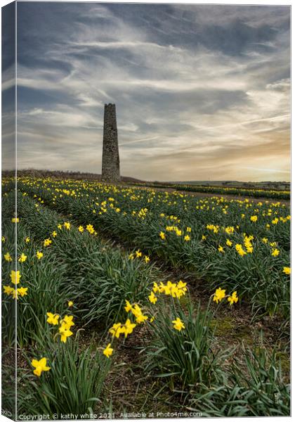 Daffodils fields,Cornwall, at sunset daffodil Canvas Print by kathy white