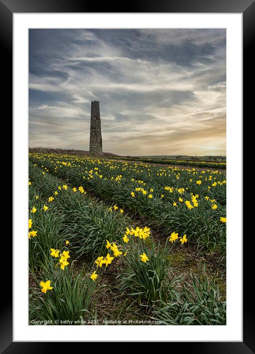 Daffodils fields,Cornwall, at sunset daffodil Framed Mounted Print by kathy white