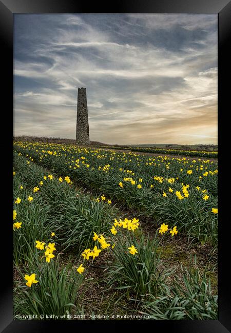 Daffodils fields,Cornwall, at sunset daffodil Framed Print by kathy white