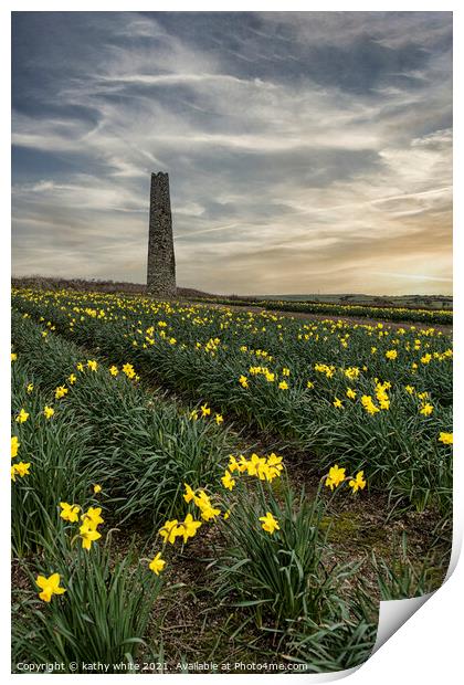 Daffodils fields,Cornwall, at sunset daffodil Print by kathy white