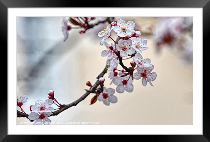 Spring cherry blossom Framed Mounted Print by David Atkinson