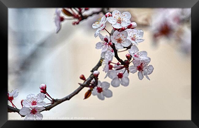 Spring cherry blossom Framed Print by David Atkinson