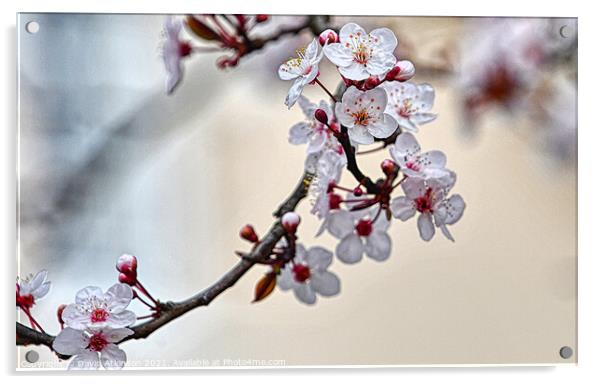 Spring cherry blossom Acrylic by David Atkinson