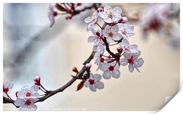 Spring cherry blossom Print by David Atkinson