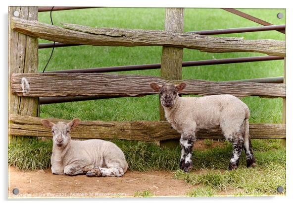 Two Lambs Farmers Gate Acrylic by Jim Key