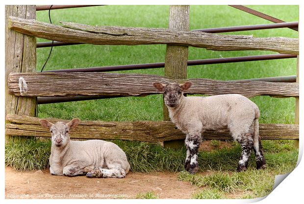 Two Lambs Farmers Gate Print by Jim Key