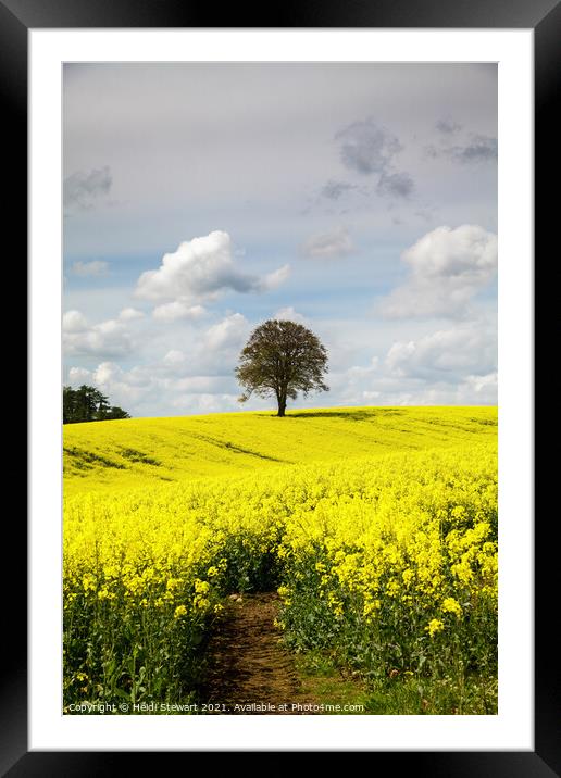 Lone Tree in a Field of Yellow Framed Mounted Print by Heidi Stewart