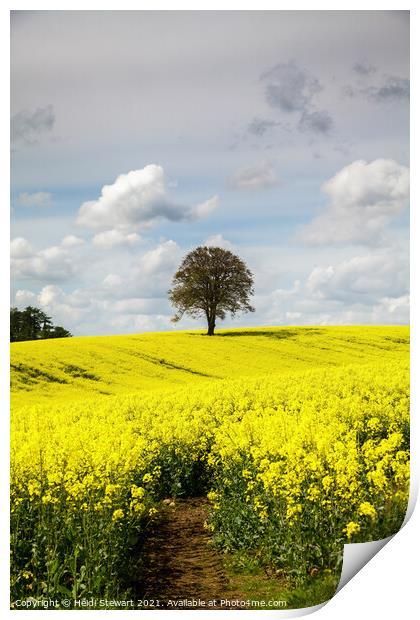 Lone Tree in a Field of Yellow Print by Heidi Stewart