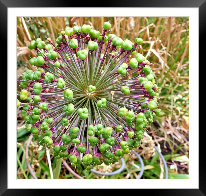 Allium seed heads Framed Mounted Print by Roy Hinchliffe