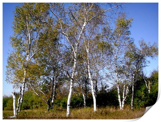 Silver Birches Print by Stephanie Moore