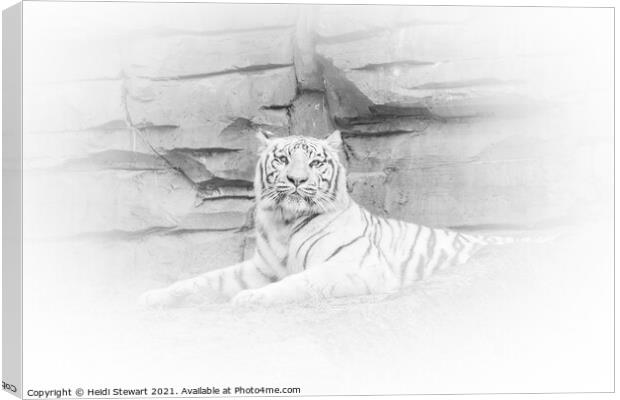 White Tiger Resting Canvas Print by Heidi Stewart