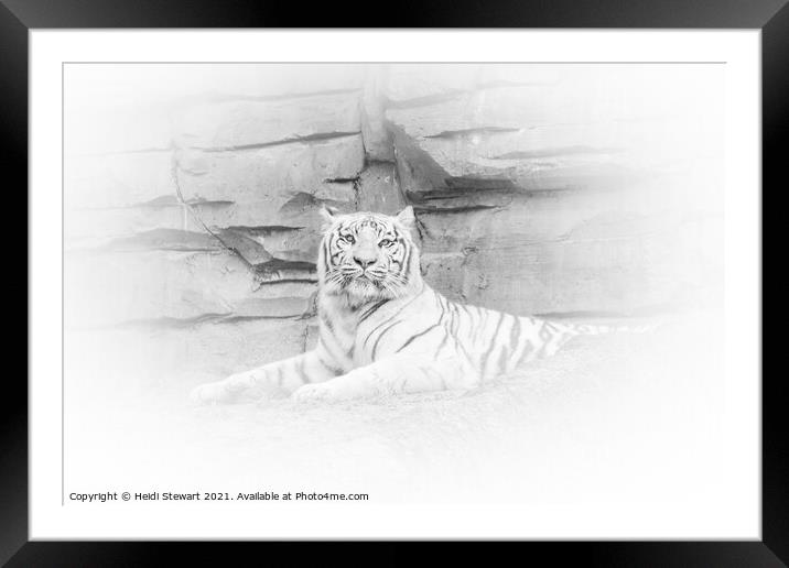 White Tiger Resting Framed Mounted Print by Heidi Stewart