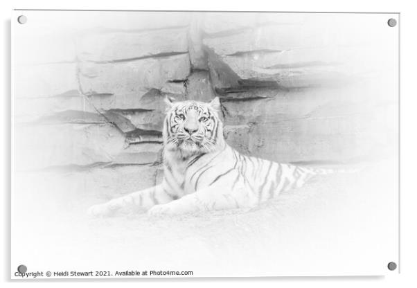 White Tiger Resting Acrylic by Heidi Stewart