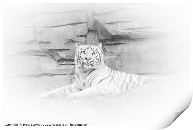 White Tiger Resting Print by Heidi Stewart