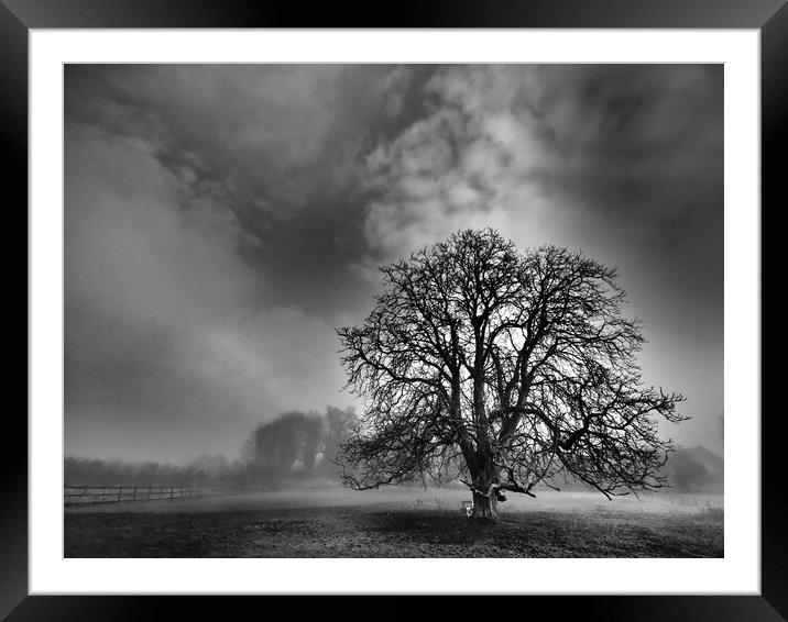 Lone tree in mist, Leicestershire  Framed Mounted Print by mark humpage