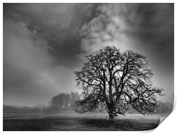 Lone tree in mist, Leicestershire  Print by mark humpage