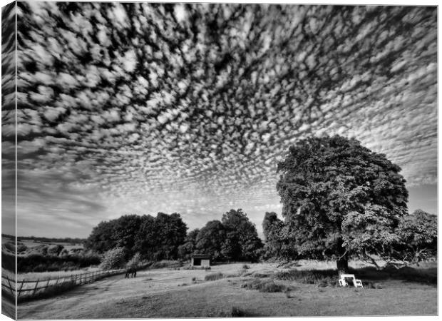Lonely tree in field with mackerel sky clouds Canvas Print by mark humpage
