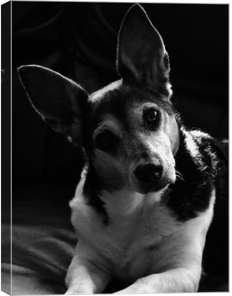 Jack Russell Canvas Print by Kim Slater