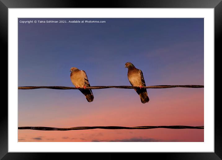 Sunset Pigeons Framed Mounted Print by Taina Sohlman